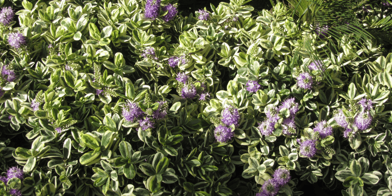 Plante de jardin: la Véronique arbustive