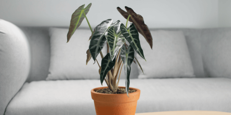 Plante d'intérieur : L'Alocasia