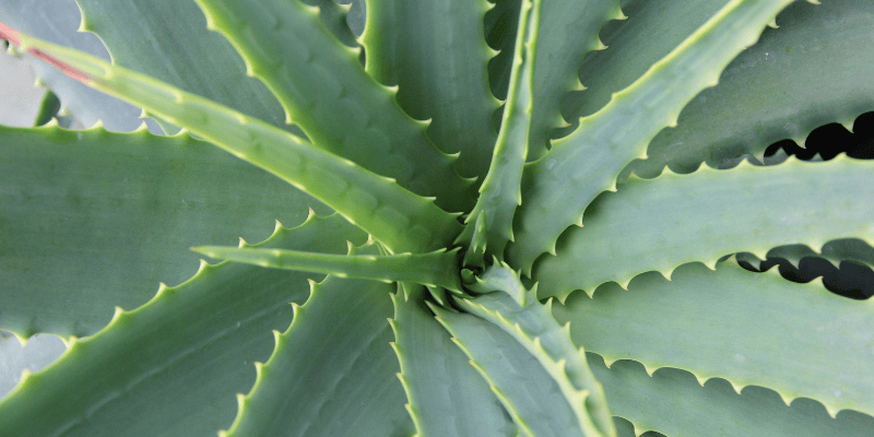 Plante d'intérieur : L'Aloe