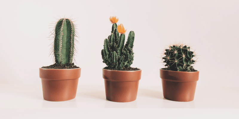 Plante d'intérieur : Le Cactus