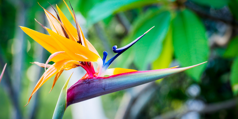 Plante d'intérieur : Le Strelitzia