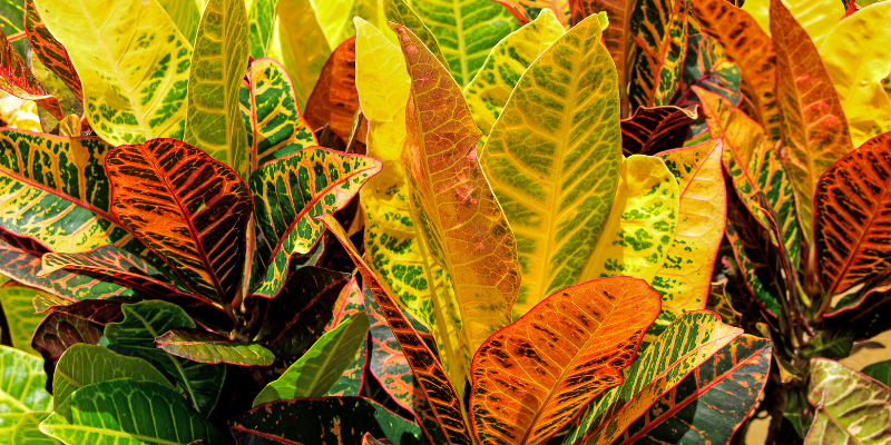 Plante d'intérieur : le Croton