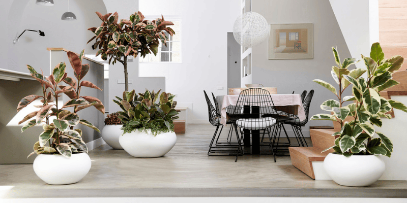 Plante d'intérieur : le Ficus à grandes feuilles