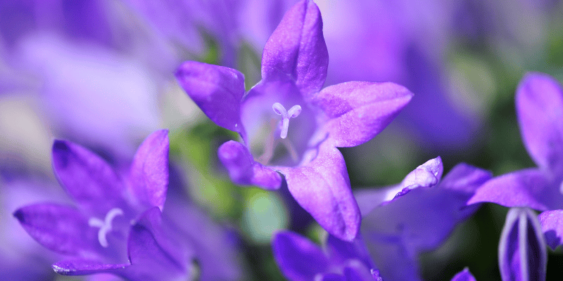 Plante vivace: La campanule