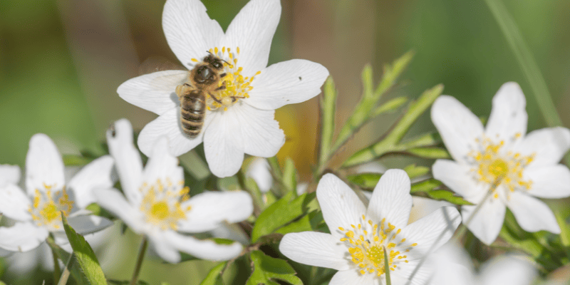 Plantes Régal d'abeilles