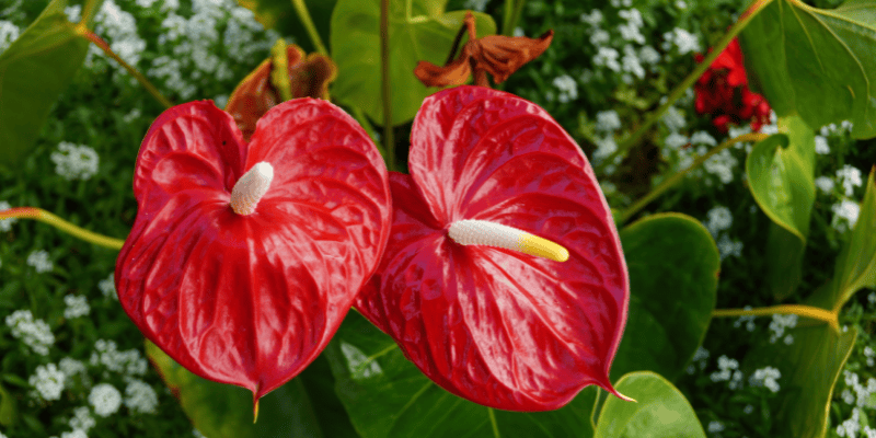 Plantes d'intérieur : Génération oxygène