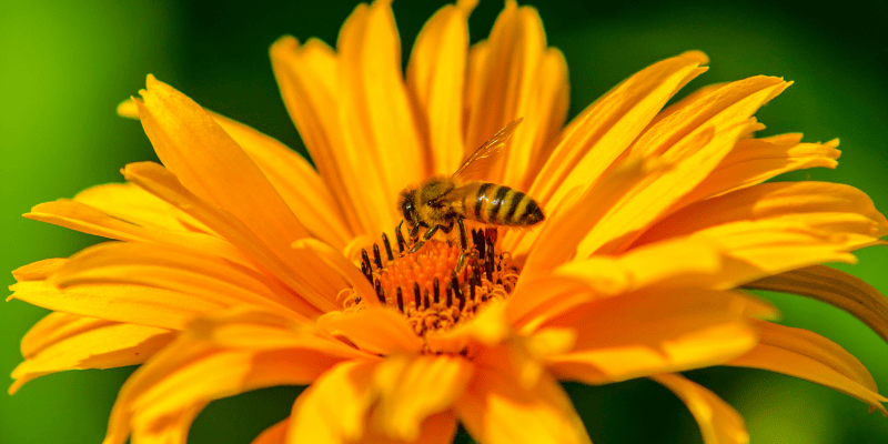 Protéger la santé des végétaux tout au long de l’été en gardant un œil sur l’avenir