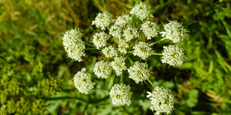 Une plateforme web dédiée à la lutte contre les espèces végétales exotiques envahissantes