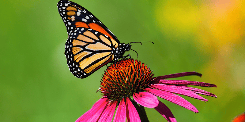 Du 23 juillet au 1er août 2021, agissez concrètement en participant au Blitz international de suivi du monarque